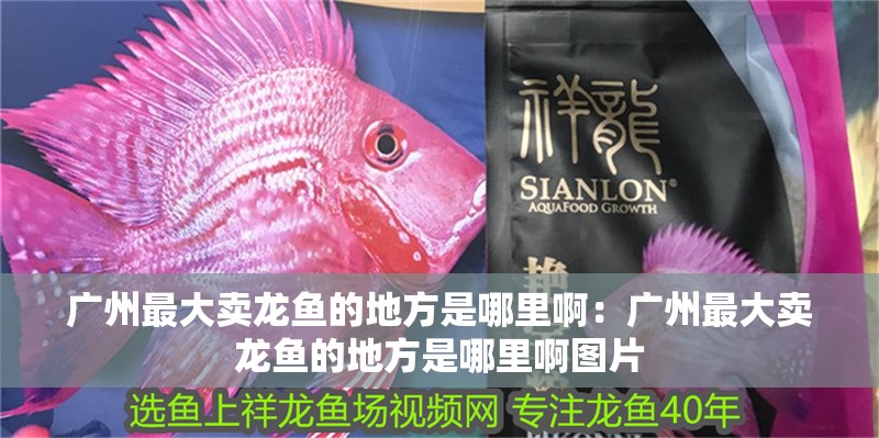 廣州最大賣龍魚的地方是哪里啊：廣州最大賣龍魚的地方是哪里啊圖片