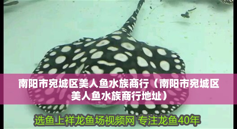 南陽市宛城區美人魚水族商行（南陽市宛城區美人魚水族商行地址）