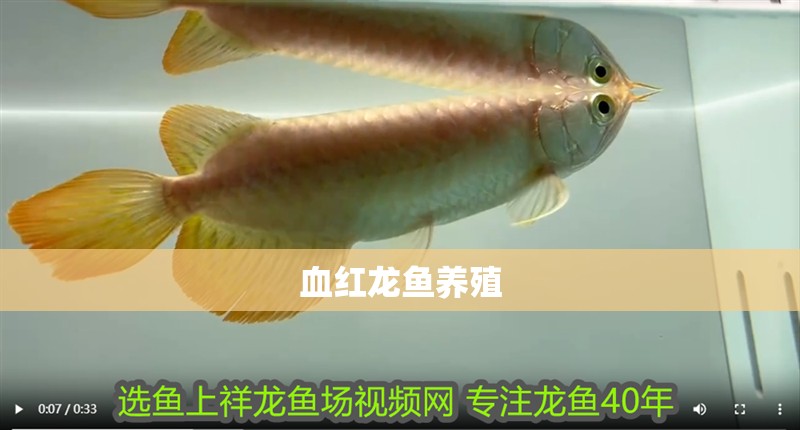 血紅龍魚養殖
