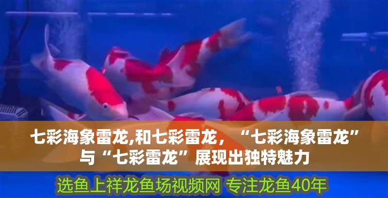 七彩海象雷龍,和七彩雷龍，“七彩海象雷龍”與“七彩雷龍”展現出獨特魅力