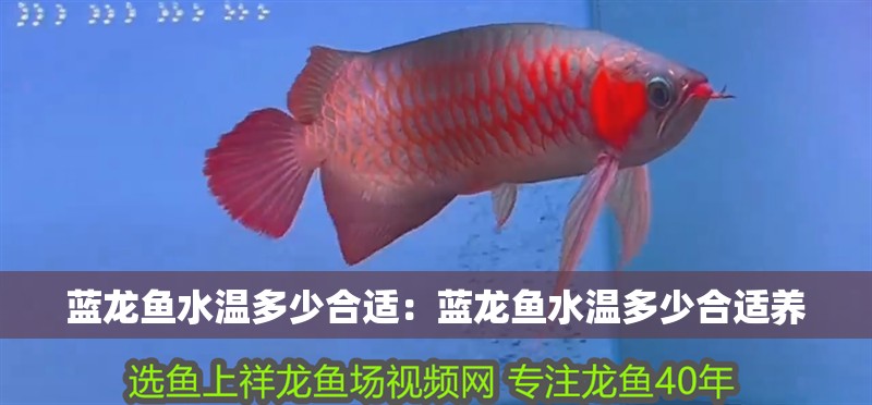 藍龍魚水溫多少合適：藍龍魚水溫多少合適養