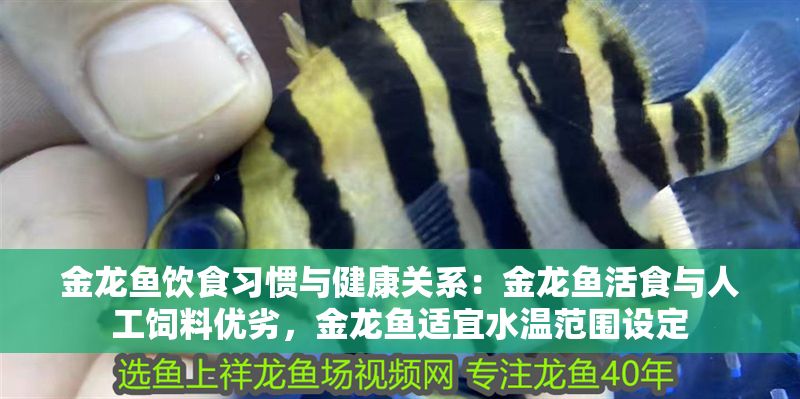 金龍魚飲食習慣與健康關系：金龍魚活食與人工飼料優劣，金龍魚適宜水溫范圍設定