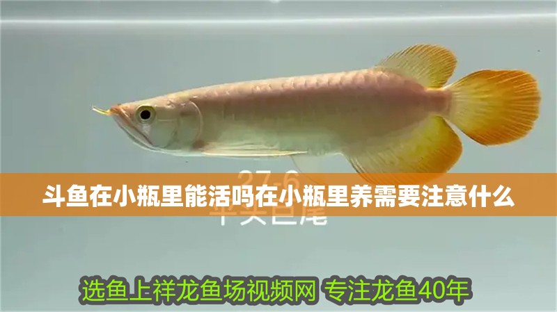 斗魚在小瓶里能活嗎在小瓶里養需要注意什么