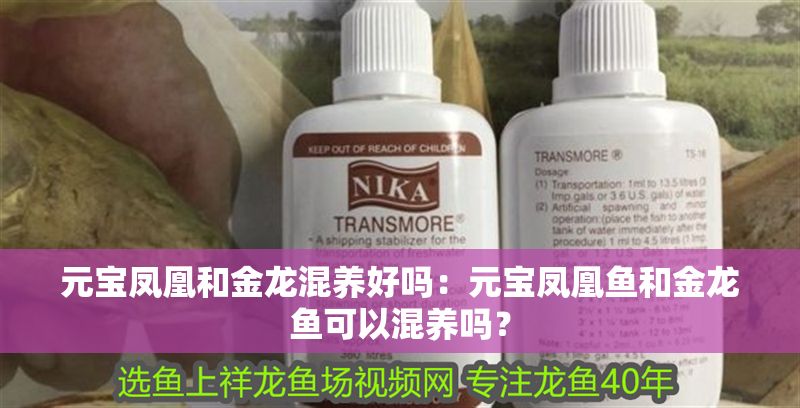 元寶鳳凰和金龍混養(yǎng)好嗎：元寶鳳凰魚和金龍魚可以混養(yǎng)嗎？
