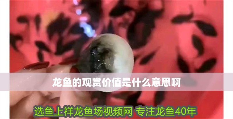 龍魚的觀賞價值是什么意思啊