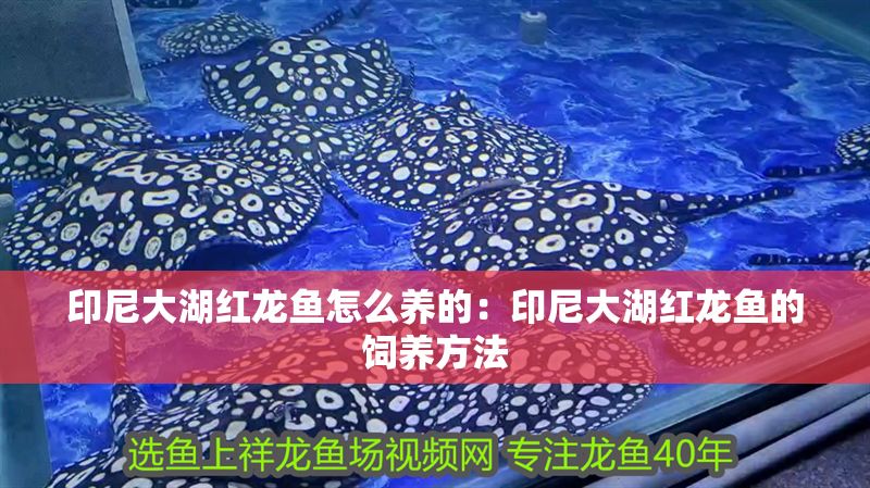 印尼大湖紅龍魚怎么養的：印尼大湖紅龍魚的飼養方法