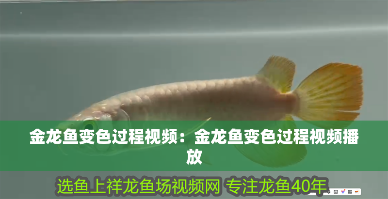 金龍魚變色過程視頻：金龍魚變色過程視頻播放