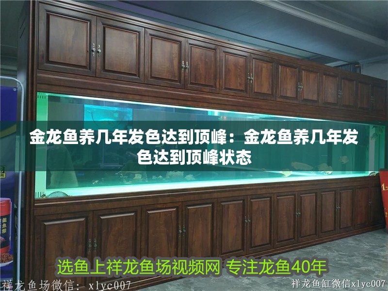 金龍魚養幾年發色達到頂峰：金龍魚養幾年發色達到頂峰狀態