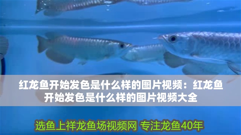 紅龍魚開始發色是什么樣的圖片視頻：紅龍魚開始發色是什么樣的圖片視頻大全