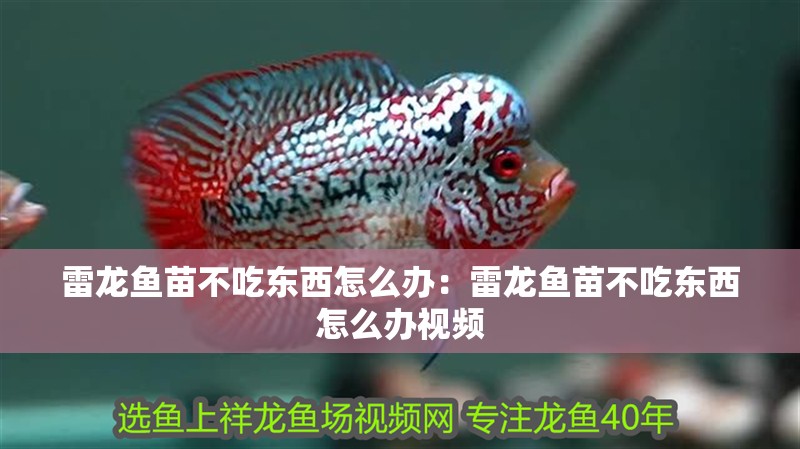 雷龍魚苗不吃東西怎么辦：雷龍魚苗不吃東西怎么辦視頻