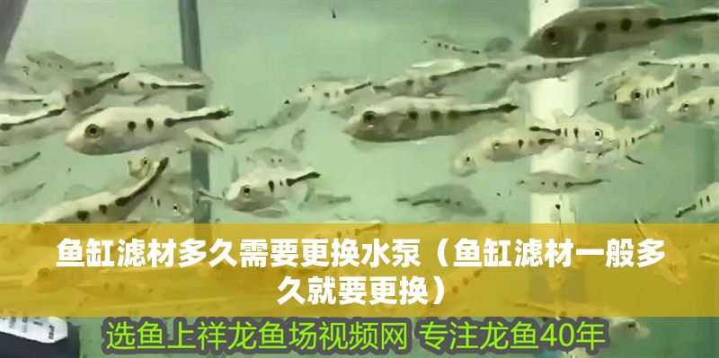 魚缸濾材多久需要更換水泵（魚缸濾材一般多久就要更換）