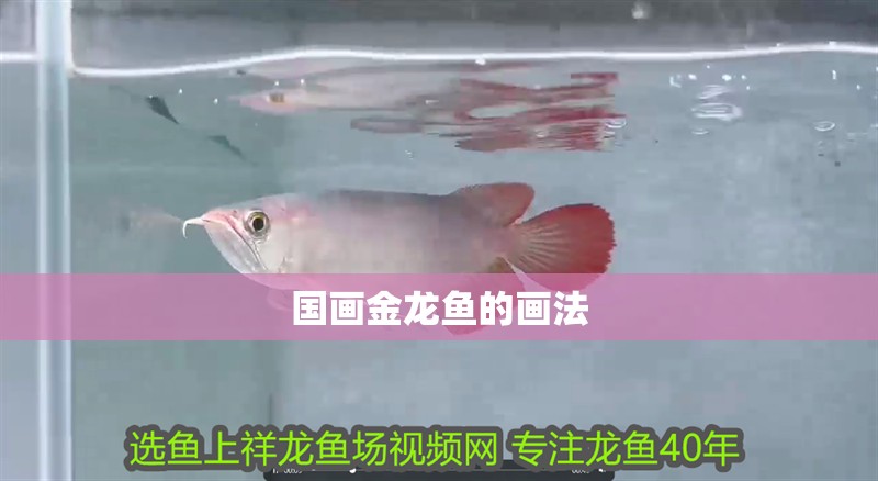 國畫金龍魚的畫法