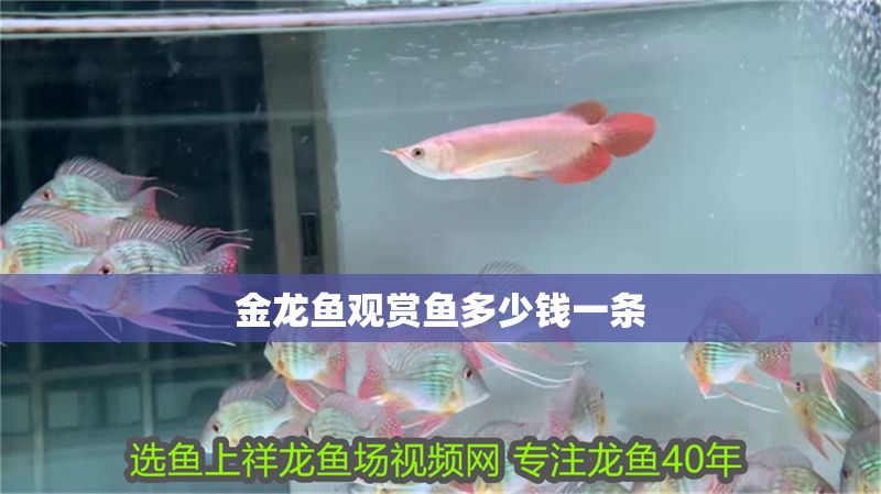 金龍魚觀賞魚多少錢一條