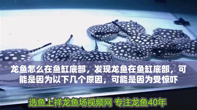龍魚怎么在魚缸底部，發現龍魚在魚缸底部，可能是因為以下幾個原因，可能是因為受驚嚇 龍魚怎么在魚缸底部，發現龍魚在魚缸底部，可能是因為以下幾個原因，可能是因為受驚嚇 魚缸百科 第1張