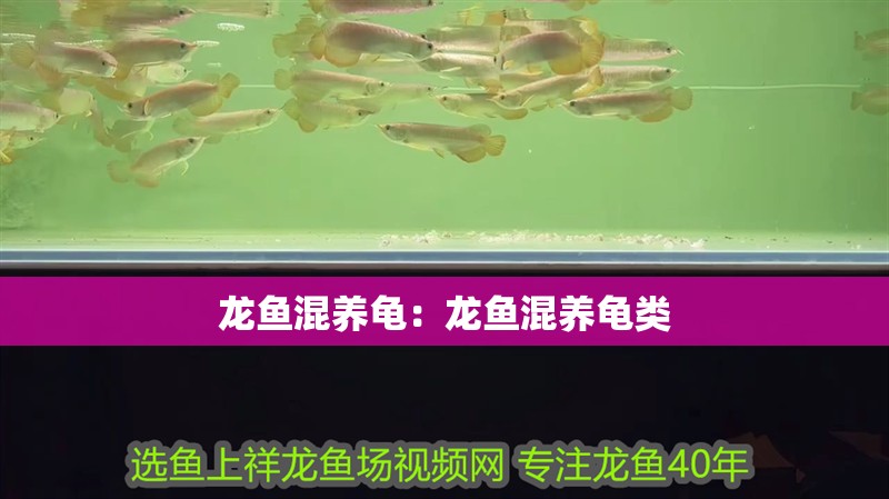 龍魚混養龜：龍魚混養龜類