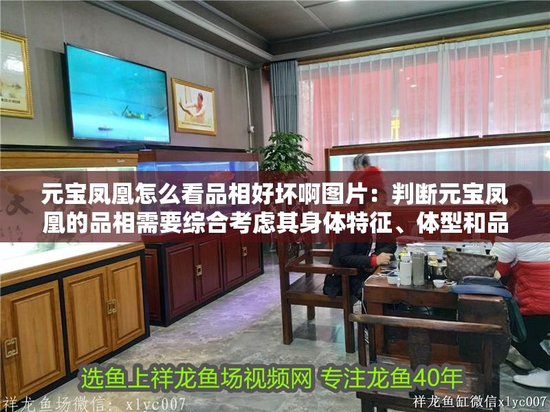 元寶鳳凰怎么看品相好壞啊圖片：判斷元寶鳳凰的品相需要綜合考慮其身體特征、體型和品種來源