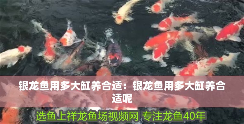 銀龍魚用多大缸養合適：銀龍魚用多大缸養合適呢