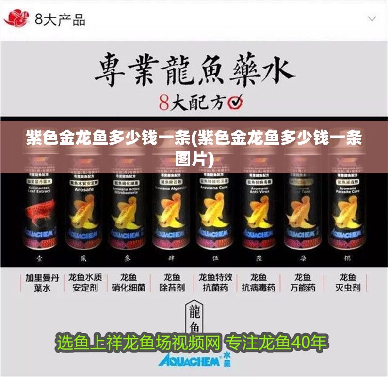 紫色金龍魚多少錢一條(紫色金龍魚多少錢一條圖片)