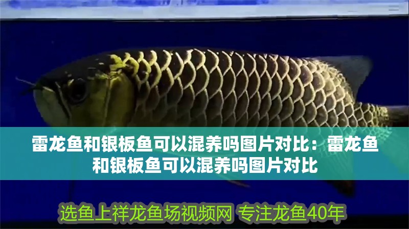 雷龍魚和銀板魚可以混養嗎圖片對比：雷龍魚和銀板魚可以混養嗎圖片對比