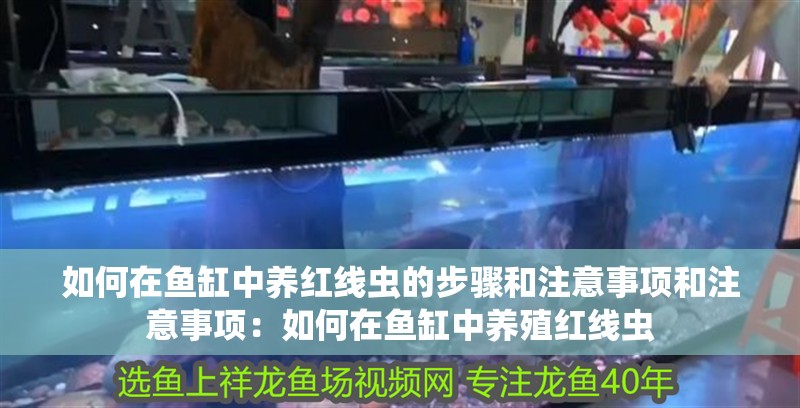 如何在魚缸中養紅線蟲的步驟和注意事項和注意事項：如何在魚缸中養殖紅線蟲 如何在魚缸中養紅線蟲的步驟和注意事項和注意事項：如何在魚缸中養殖紅線蟲 魚缸百科