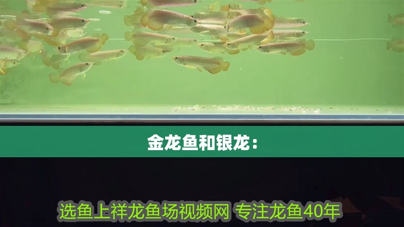 金龍魚和銀龍：
