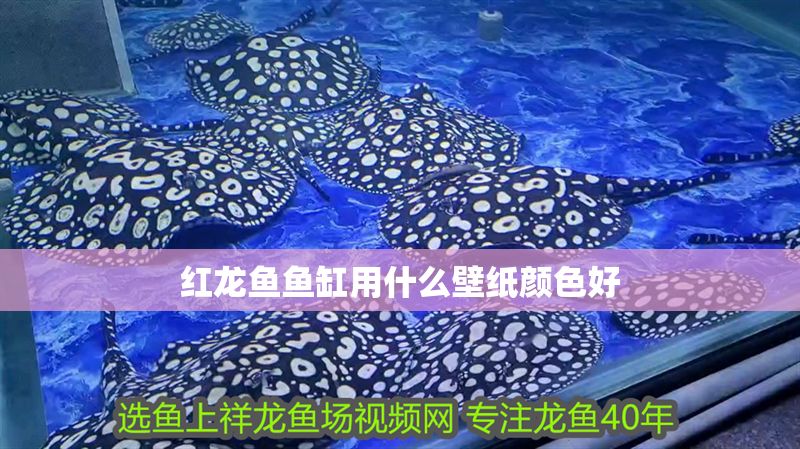紅龍魚魚缸用什么壁紙顏色好
