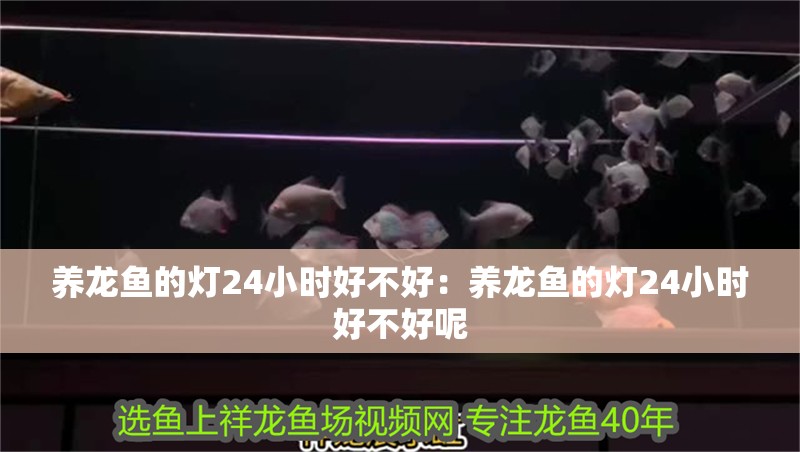 養龍魚的燈24小時好不好：養龍魚的燈24小時好不好呢