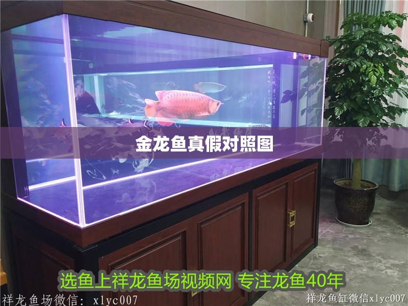 金龍魚真假對(duì)照?qǐng)D