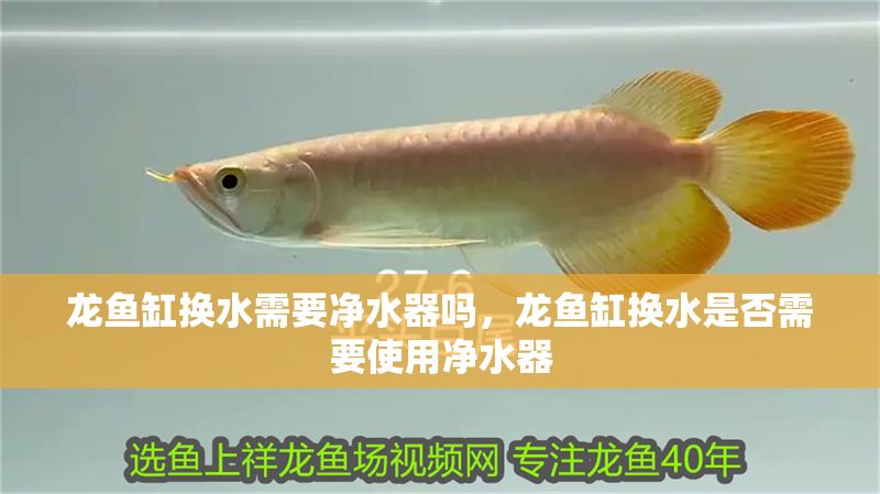 龍魚缸換水需要凈水器嗎，龍魚缸換水是否需要使用凈水器