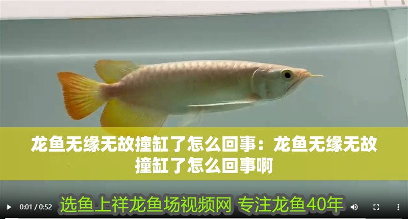 龍魚無緣無故撞缸了怎么回事：龍魚無緣無故撞缸了怎么回事啊 龍魚無緣無故撞缸了怎么回事：龍魚無緣無故撞缸了怎么回事啊 水族問答