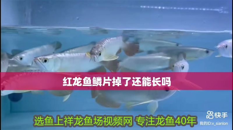 紅龍魚鱗片掉了還能長嗎