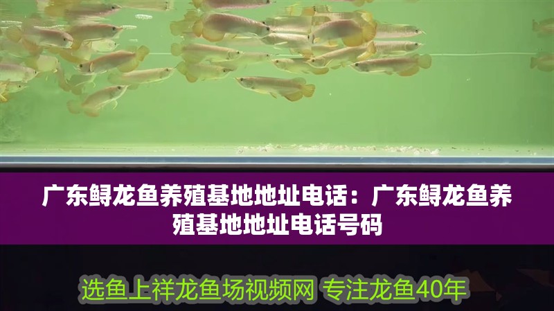 廣東鱘龍魚養殖基地地址電話：廣東鱘龍魚養殖基地地址電話號碼