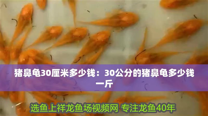 豬鼻龜30厘米多少錢：30公分的豬鼻龜多少錢一斤