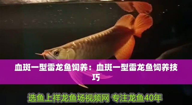 血斑一型雷龍魚飼養：血斑一型雷龍魚飼養技巧
