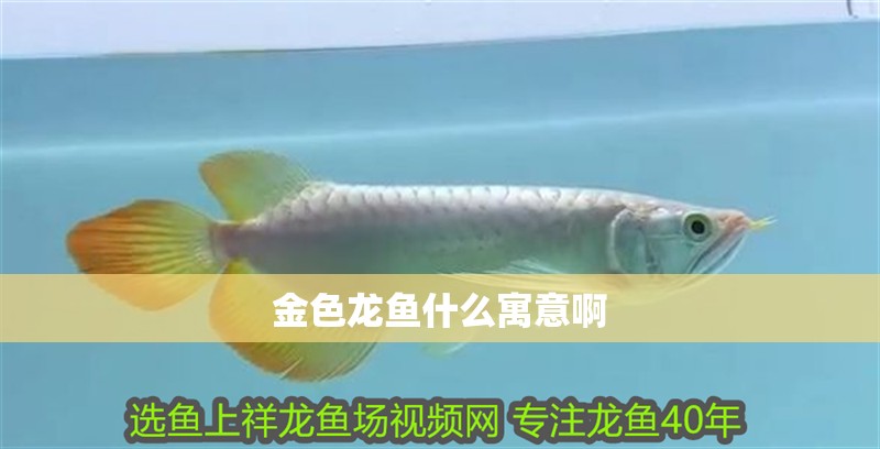 金色龍魚什么寓意啊
