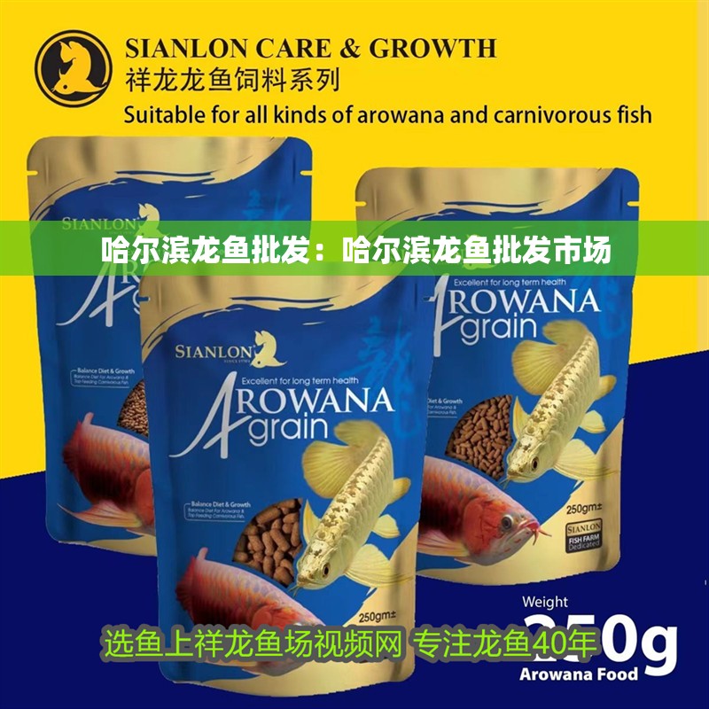 哈爾濱龍魚批發：哈爾濱龍魚批發市場
