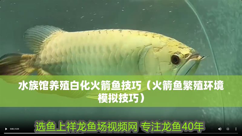 水族館養(yǎng)殖白化火箭魚技巧（火箭魚繁殖環(huán)境模擬技巧）