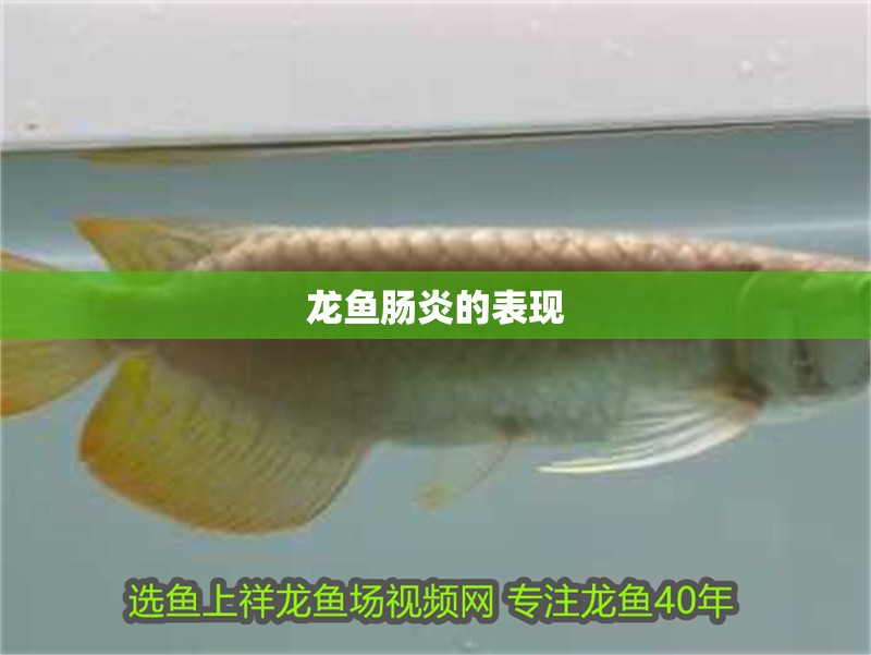 龍魚(yú)腸炎的表現(xiàn)