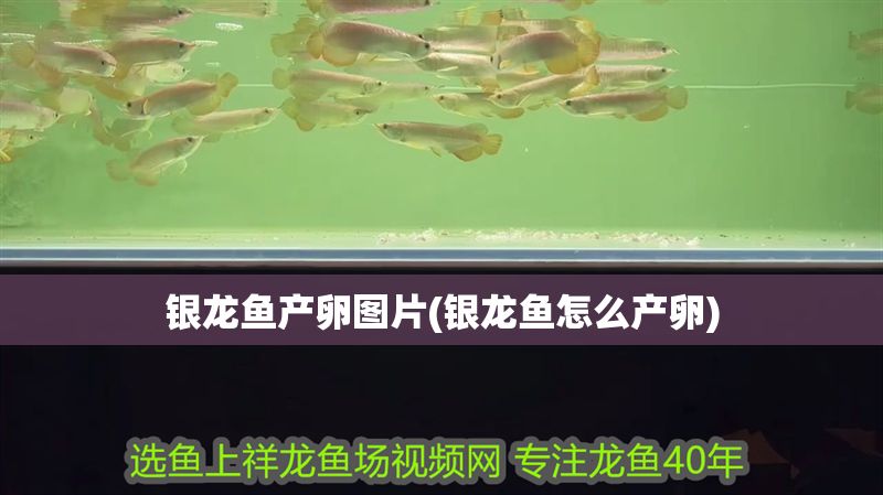 銀龍魚產卵圖片(銀龍魚怎么產卵) 銀龍魚百科 第1張 銀龍魚產卵圖片(銀龍魚怎么產卵) 銀龍魚產卵圖片(銀龍魚怎么產卵) 銀龍魚百科 第1張