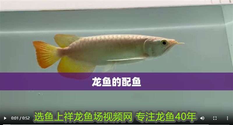 龍魚的配魚