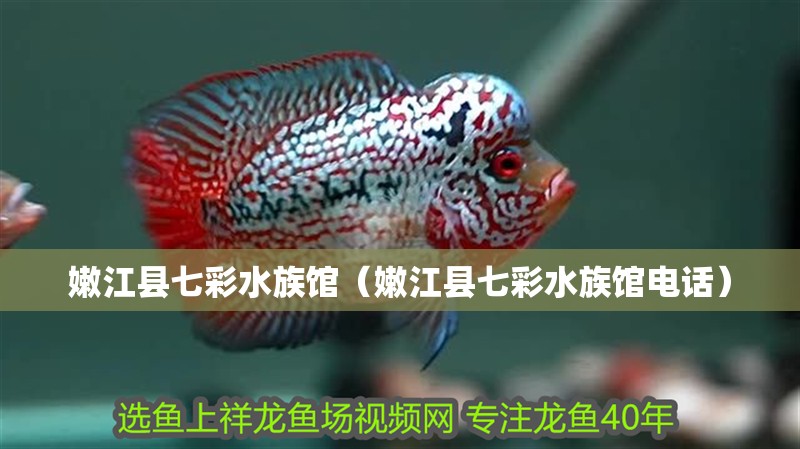 嫩江縣七彩水族館（嫩江縣七彩水族館電話） 嫩江縣七彩水族館（嫩江縣七彩水族館電話） 全國水族館企業(yè)名錄 第2張