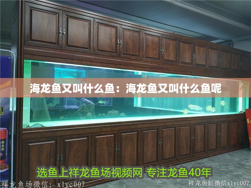 海龍魚又叫什么魚：海龍魚又叫什么魚呢