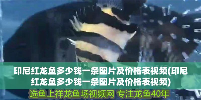 印尼紅龍魚多少錢一條圖片及價(jià)格表視頻(印尼紅龍魚多少錢一條圖片及價(jià)格表視頻)