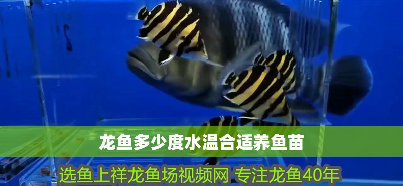 龍魚多少度水溫合適養魚苗