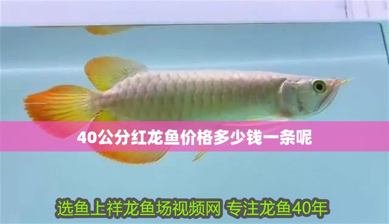 40公分紅龍魚價格多少錢一條呢