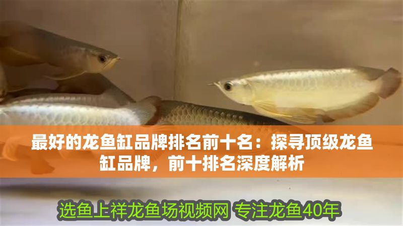 最好的龍魚缸品牌排名前十名:探尋頂級龍魚缸品牌,前十排名深度解析 龍魚百科 第1張 最好的龍魚缸品牌排名前十名:探尋頂級龍魚缸品牌,前十排名深度解析 最好的龍魚缸品牌排名前十名:探尋頂級龍魚缸品牌,前十排名深度解析 龍魚百科 第1張