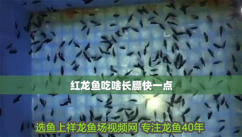 紅龍魚吃啥長(zhǎng)膘快一點(diǎn)