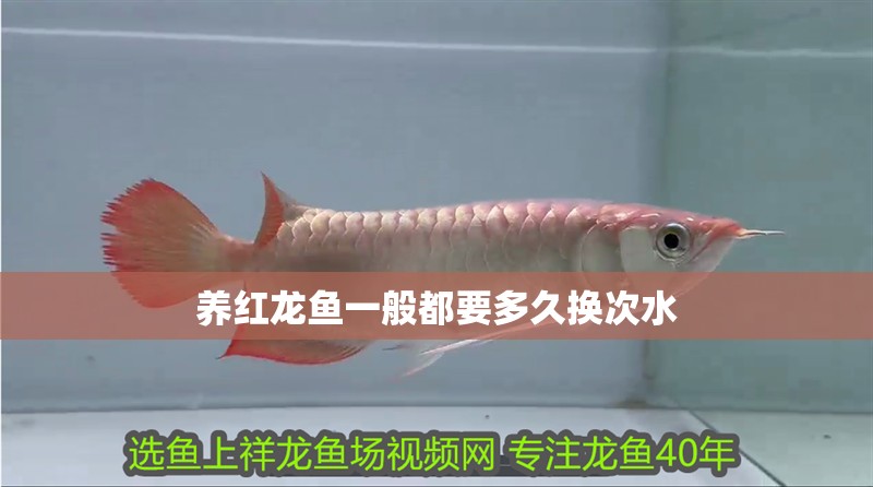 養(yǎng)紅龍魚(yú)一般都要多久換次水