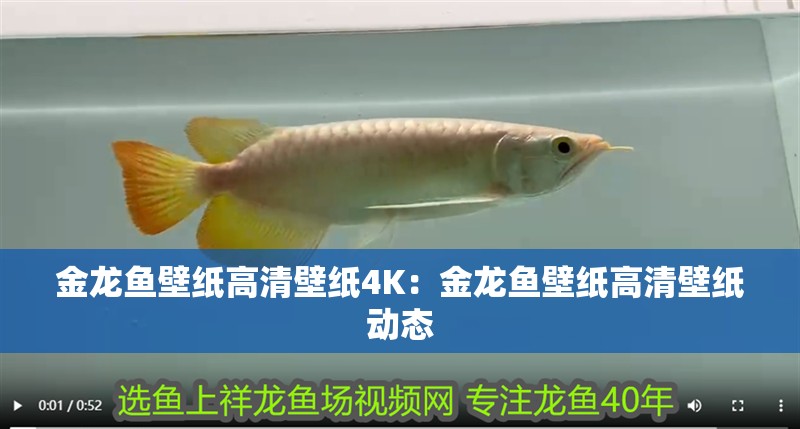 金龍魚壁紙高清壁紙4K：金龍魚壁紙高清壁紙動態