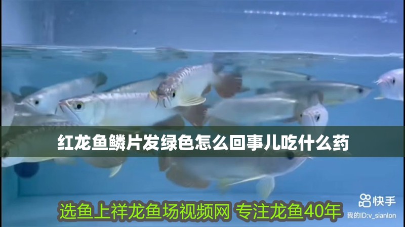 紅龍魚鱗片發綠色怎么回事兒吃什么藥